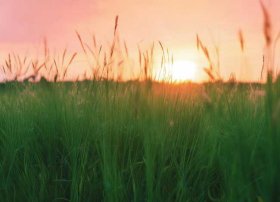 芳草凄凄的前一句，芳草凄凄的前一句怎么说