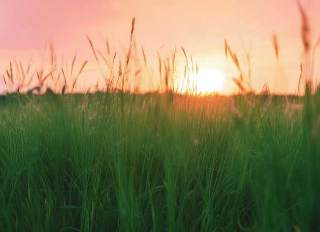 芳草凄凄的前一句，芳草凄凄的前一句怎么说