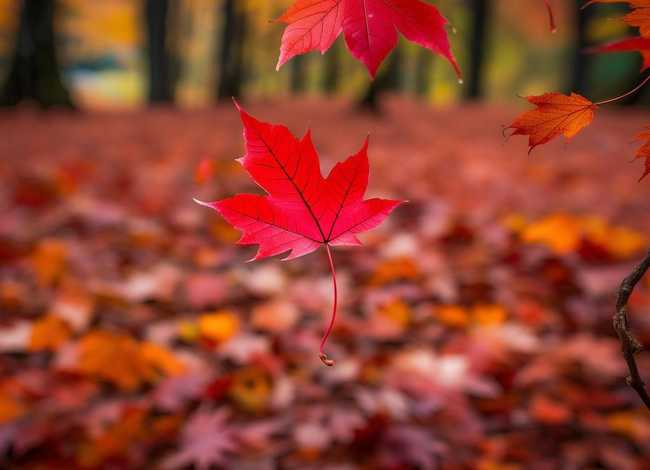 枫叶讲故事，枫叶讲故事染色结局我看透