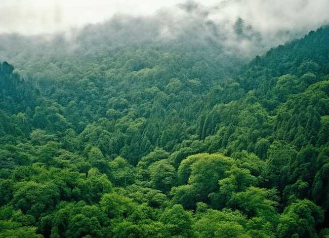 孔雀公主的故事视频；孔雀公主的故事视频 孔雀