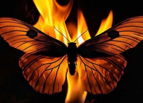 飞蛾扑火,的故事 - 飞蛾扑火的故事视频