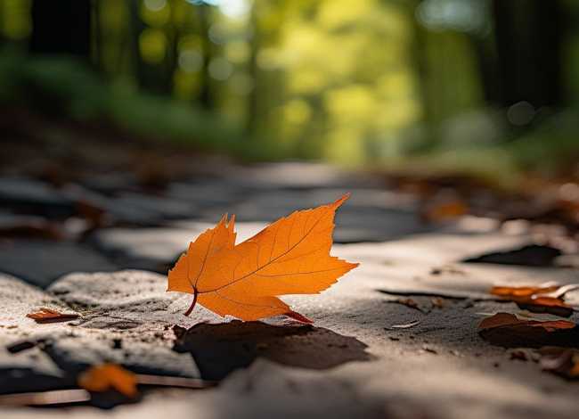 一片落叶的故事 - 一片落叶的故事日记