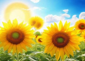 太阳花的故事绘本（太阳花的绘本故事内容）