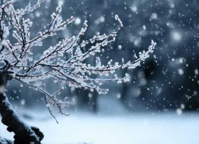 梅花故事配图，梅花故事配图大全