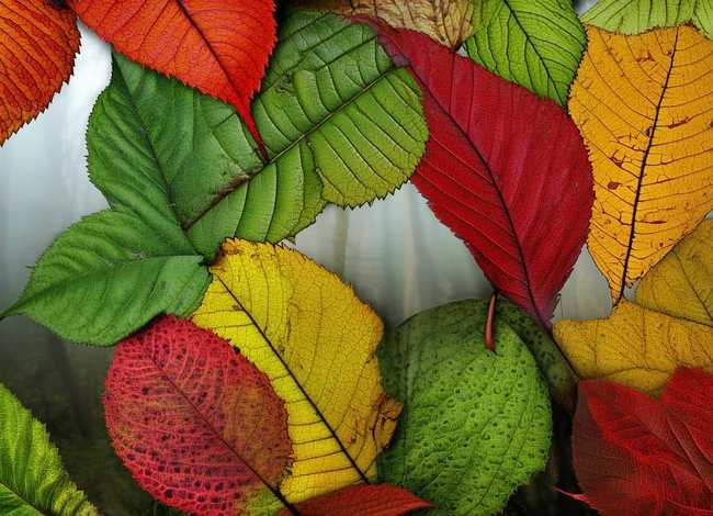 树叶故事图片，树叶故事图片大全