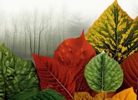 树叶故事图片，树叶故事图片大全