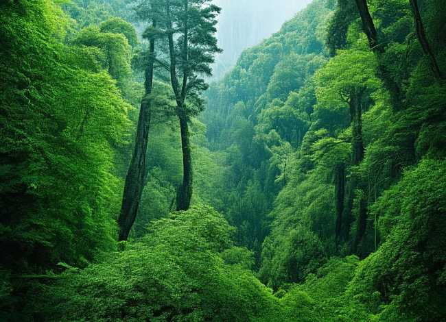 孔雀公主的故事视频；孔雀公主的故事视频 孔雀