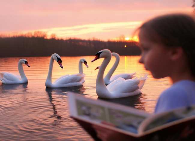 野天鹅儿童有声故事大全；野天鹅有声故事在线听