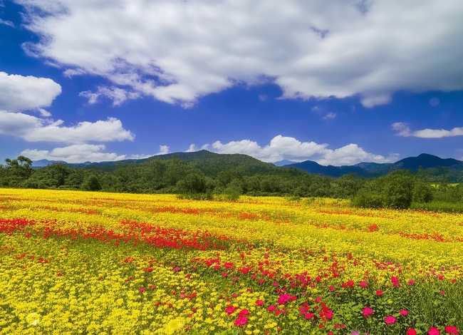 蒲公英的故事100篇 - 蒲公英的故事100篇免费阅读 蒲公英的故事100篇 - 蒲公英的故事100篇免费阅读