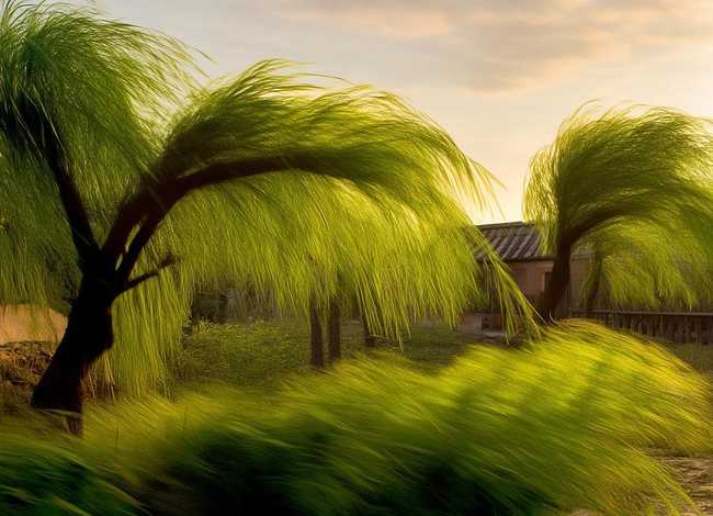 回娘家儿歌；回娘家儿歌风吹着杨柳