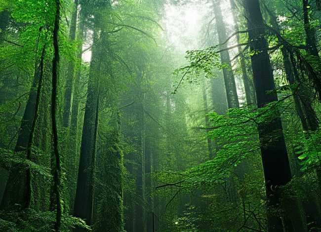 孔雀公主的故事简短（孔雀公主的故事简短版）