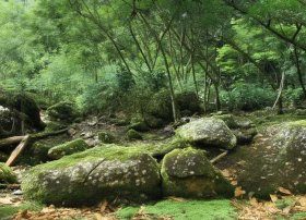 武松打虎的故事概括 武松打虎的故事概括50字