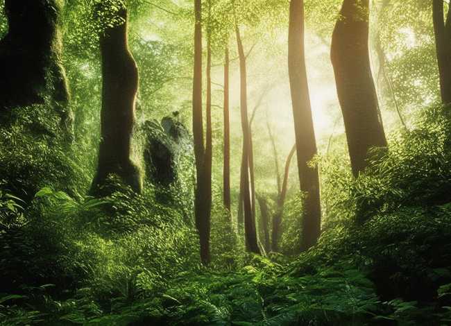 播放故事孔雀公主（请播放孔雀公主的故事）