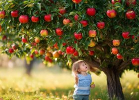 苹果树的故事告诉我们什么（苹果树的故事告诉我们什么三年级）