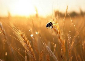 播放蜜蜂的故事，播放蜜蜂的风的故事