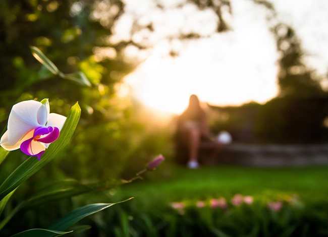 《兰花的故事》 《兰花的故事》阅读感想 《兰花的故事》 《兰花的故事》阅读感想