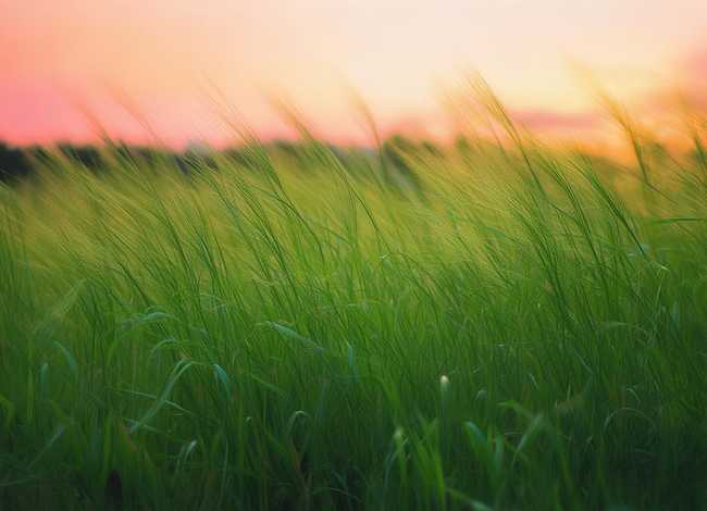 芳草凄凄的前一句，芳草凄凄的前一句怎么说
