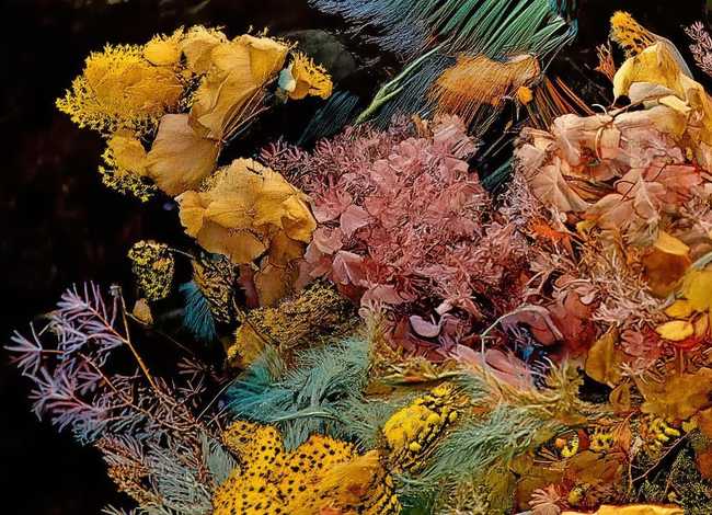 关于凤凰的传说，关于凤凰的传说故事有哪些？