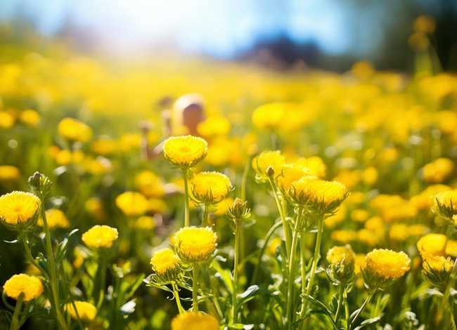 幼儿向日葵简短故事（幼儿向日葵简短故事视频）