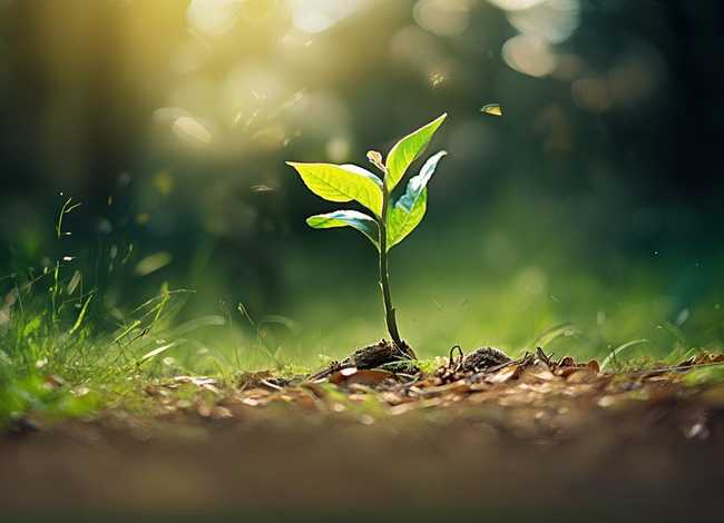 树的小故事简短 关于树的小故事简短