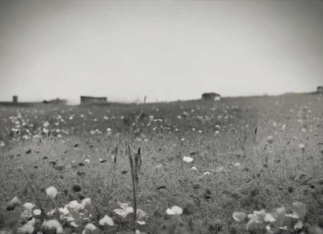 美丽的牵牛花怎么写；描写牵牛花的排比句