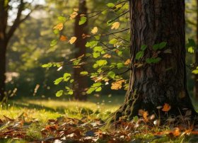 叶子的故事完整版、树 叶子 风的故事 谁知道完整告诉我一下