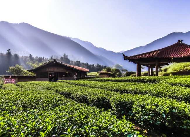 五指山茶故事农庄图片 平远旅游景点
