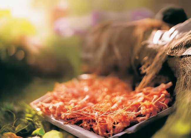 燕子搭窝的过程小练笔 - 观察动物小练笔200字