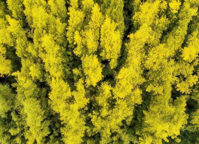 幼儿故事《唱歌比赛》 - 少儿故事大全之小黄莺唱歌的故事