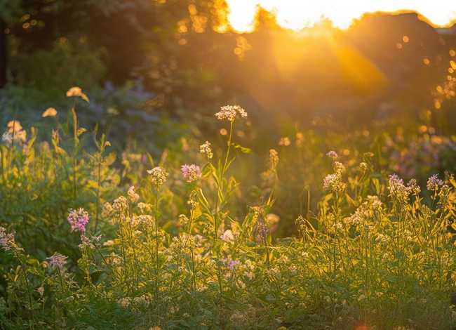 美丽的牵牛花故事，牵牛花为啥叫牵牛