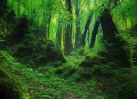 森林木屋儿童故事；找一篇关于树木 或者树林中小房子的童话故事