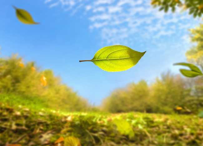 叶子相关绘本 - 《一片叶子落下来》原文,我要