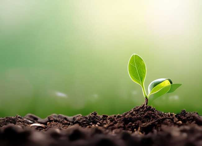 种子的故事告诉我们什么道理 一粒种子明白了什么道理