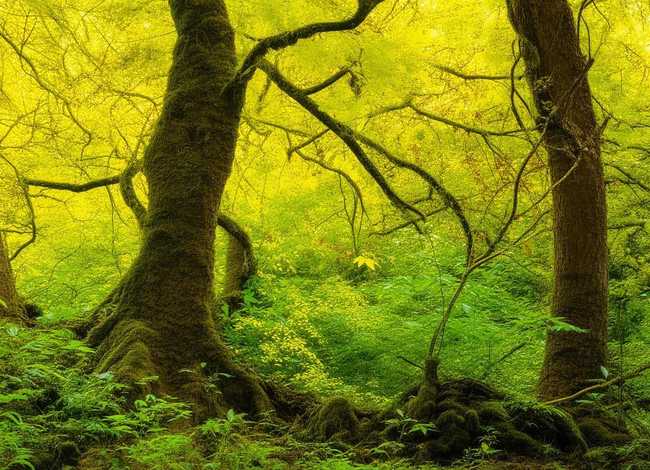 幼儿故事《唱歌比赛》 - 少儿故事大全之小黄莺唱歌的故事