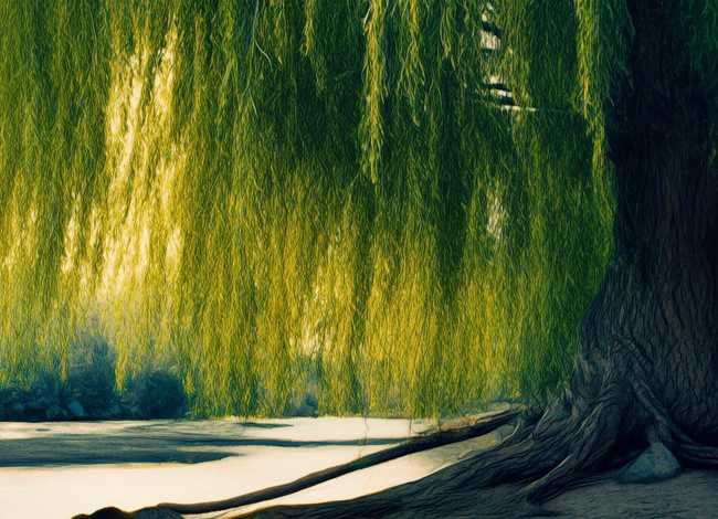 柳树 故事、有关“河堤柳”的传说是什么