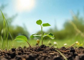 儿童故事《一粒种子》，叶圣陶的《一粒种子》告诉我们什么道理