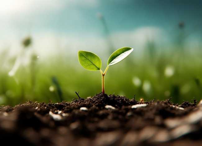 种子的故事告诉我们什么道理 一粒种子明白了什么道理