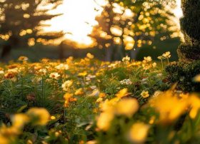 美丽的牵牛花指什么生肖 - 十二生肖代表花名
