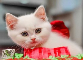 kitty猫儿童故事 选择一个玩具,讲一个与他有关的故事作文400字左右