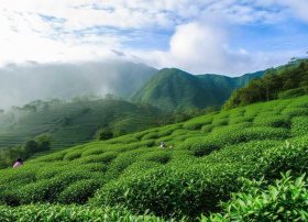 五指山名茶、海南五指山特产-水满茶