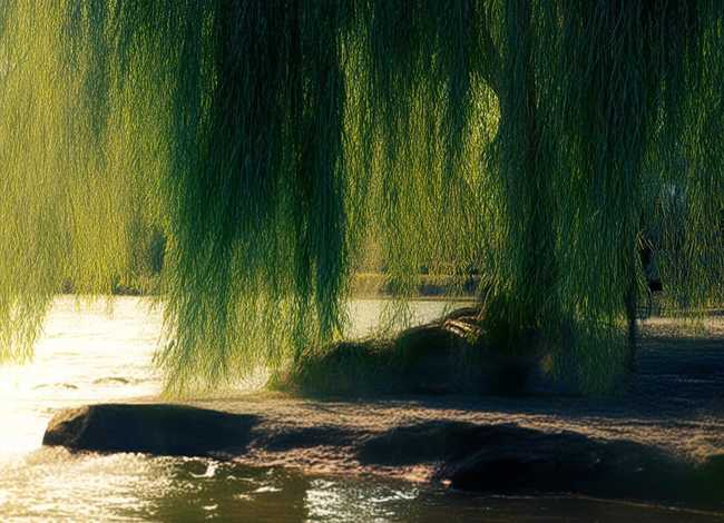 柳树 故事、有关“河堤柳”的传说是什么