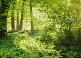 沼泽里的故事，鳄鱼的心愿寓言故事300