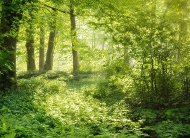 沼泽里的故事，鳄鱼的心愿寓言故事300