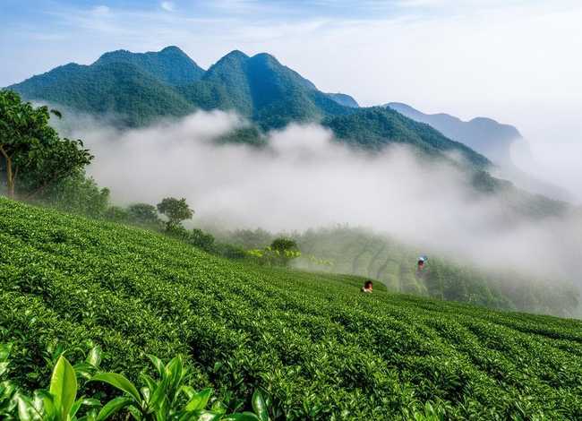五指山名茶、海南五指山特产-水满茶
