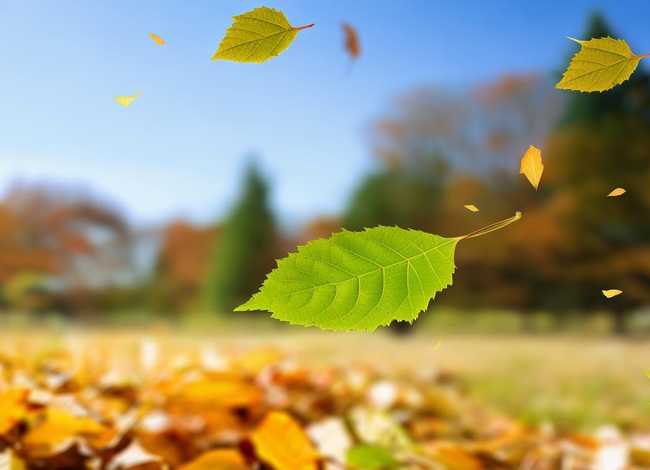 叶子相关绘本 - 《一片叶子落下来》原文,我要