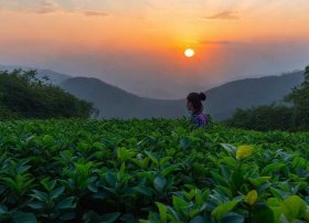 五指山茶故事农庄（求推荐像红日,蓝莲花一样的经典好听老歌）