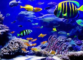 海底世界的鱼、南京海底世界有哪些种类的鱼