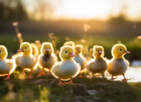 小不点儿童歌曲 小不点儿歌小鸭子叫什么