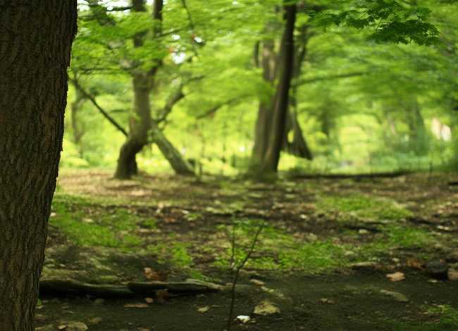 牧羊犬故事书；许廷旺的草原牧羊犬主要内容