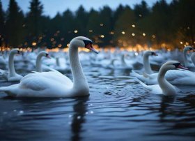 野天鹅睡前故事完整版（睡前故事(安徒生童话每天一篇连载) 第41章）